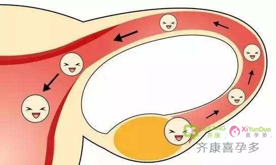 喜孕多告诉你：春季该怎么做好备孕？