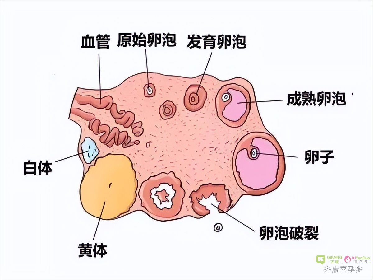 喜孕多告诉你：AMH跟生育能力有什么关系？