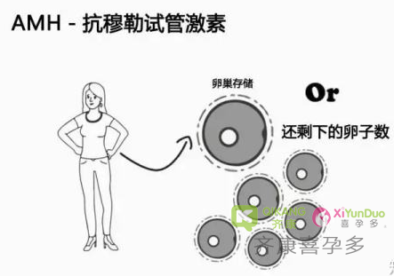 喜孕多告诉你：不孕不育需要查那四项？