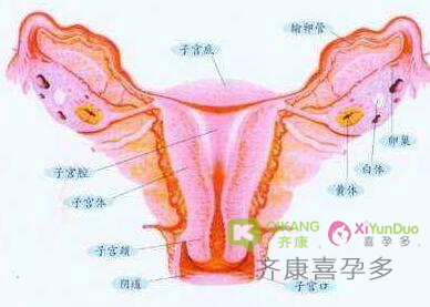 喜孕多告诉你：子宫内膜过厚可能会有哪些危害？