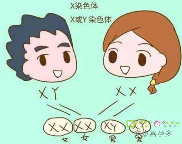 喜孕多告诉你：生男生女取决男方还是女方？