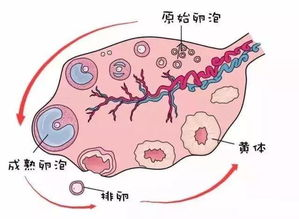 喜孕多告诉你：那6种病都会导致排卵障碍？