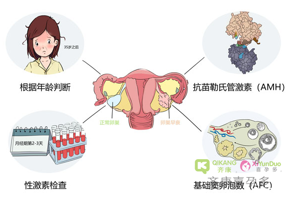 卵巢有哪些功能？卵巢功能怎么样?怎样检查来判断?