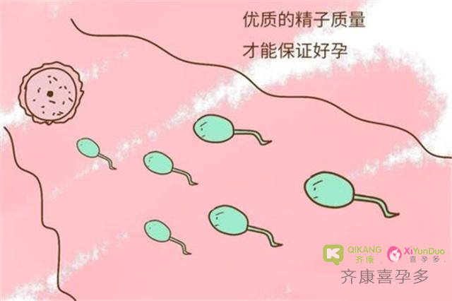 什么样的精子才是优质的？如何提高精子质量?