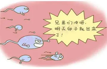 精子存活率受哪些因素影响？精子成活率低怎么办？