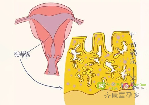 喜孕多告诉你：子宫内膜的作用？
