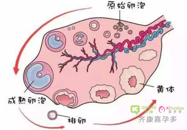 喜孕多告诉你：好卵子是怎么养成的？