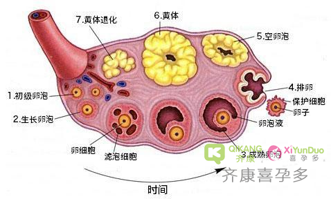 什么是黄体酮？黄体酮对女性的作用？