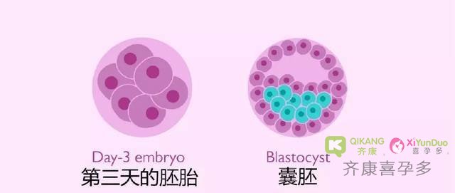 喜孕多告诉你：移植前医生会评估女性以下身体情况？