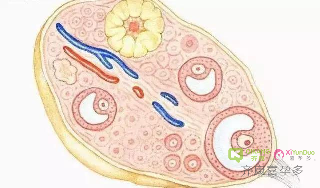 什么是卵巢早衰？卵巢早衰的原因及症状有哪些？
