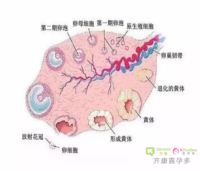 喜孕多告诉你：保护好你的卵子，从哪些生活习惯开始？