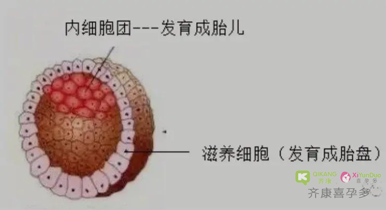 关于移植嵌合体囊胚的成功率问题