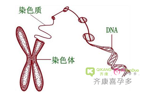 什么是染色体异常？染色异常几代试管婴儿可以解决?