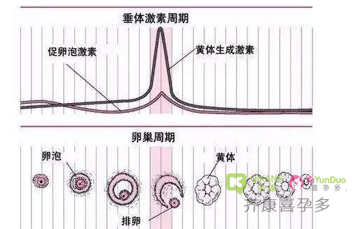 什么是激素六项？做试管前为什么要检查激素六项？