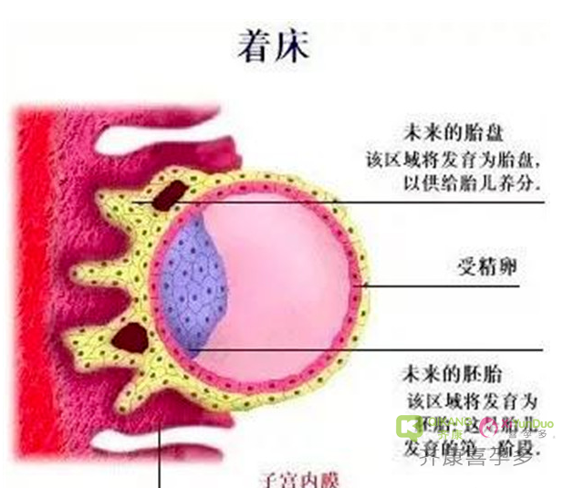 什么是三代试管婴儿？为什么试管移植前要检查子宫内膜？