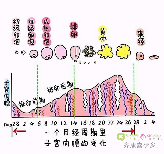 胚胎移植时内膜厚度多少合适？什么样子的子宫内膜更容易着床？