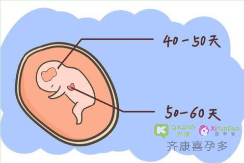 三代试管移植成功后，多久可以验胎心？