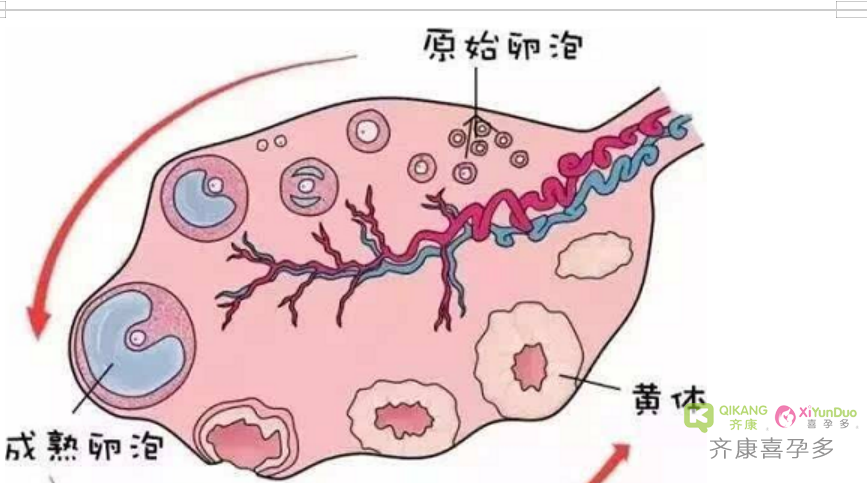 什么是试管婴儿？什么是促排卵？