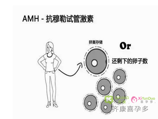 什么是AMH？试管之前为什么要查AMH？