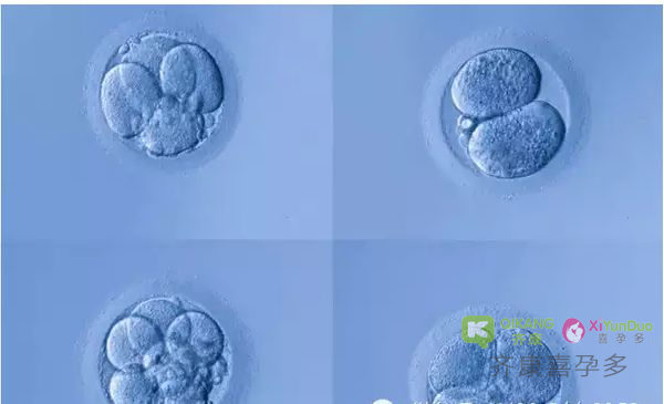 冻胚和鲜胚胎的区别？试管婴儿移植冻胚好还是鲜胚好?