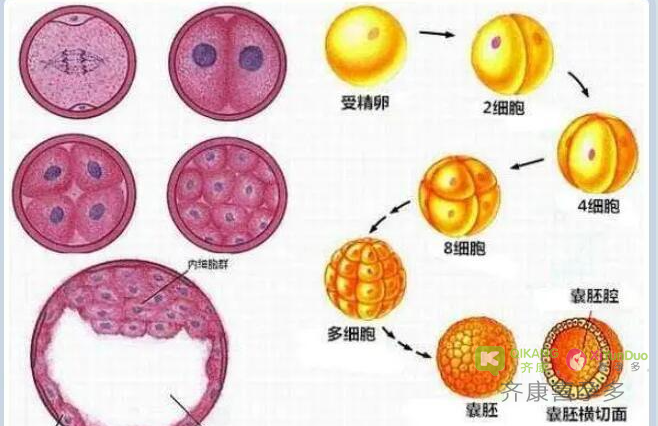 什么是养囊？什么情况下试管婴儿可以养囊?