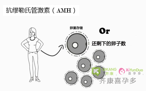 什么是卵巢储备？怎么评估卵巢储备功能？