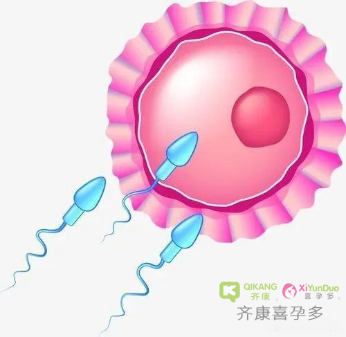 男人的精子，在进入女性身体后的24小时，都经历了什么？