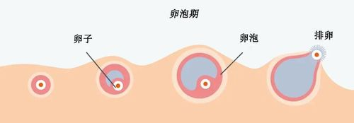 女人一生只有400个卵子？做试管一次会加速衰老吗？