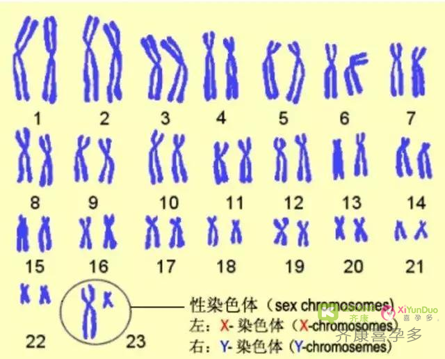 三代试管养囊的意义是什么？第三代试管技术可以筛选性别吗？