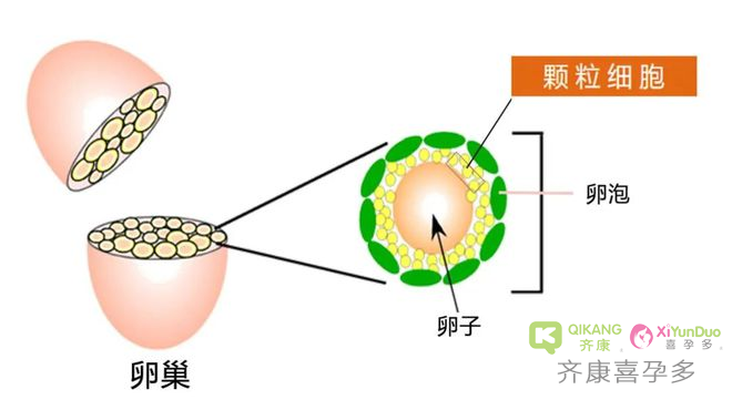 为什么说高龄试管成功率低？高龄如何提高试管婴儿成功率？