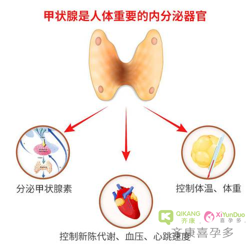 试管前查甲状腺的意义？在试管促排中起到什么关键作用？